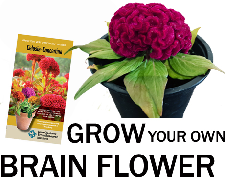 Grow your own brain flower